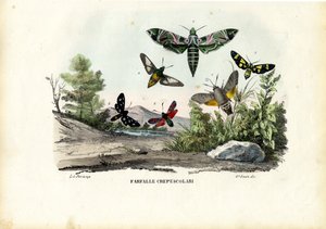 Motyle, 1863-79